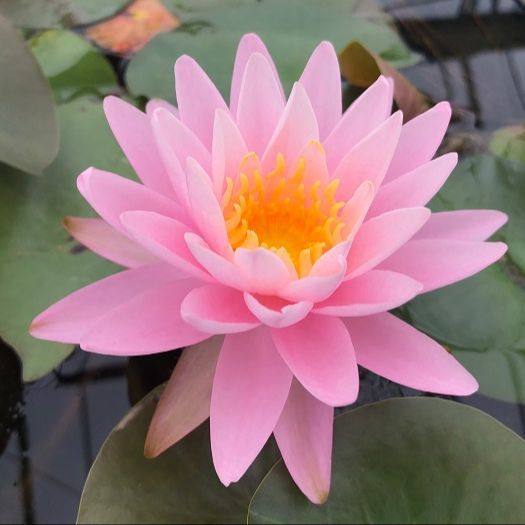 5 เมล็ด ดอกบัว บัว บัวสี Lotus Seeds สายพันธุ์ บัวจักรพงษ์