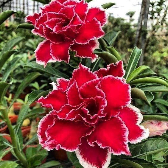 5 เมล็ด ชวนชม กุหลาบทะเลทราย ไต้หวัน สายพันธุ์ Red Star สีแดง Adenium obesum