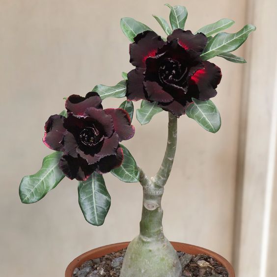 5 เมล็ด ชวนชม กุหลาบทะเลทราย ไต้หวัน สายพันธุ์ Good Night สีดำแดง Adenium obesum