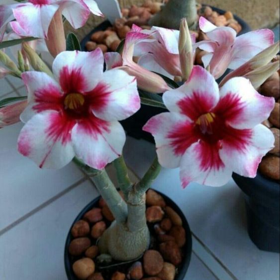 5 เมล็ด ชวนชม กุหลาบทะเลทราย ไต้หวัน สายพันธุ์ R19 สีชมพู บานเย็น Adenium obesum