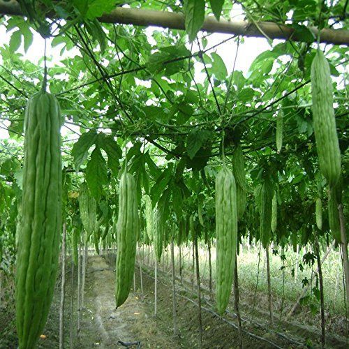 10 เมล็ด มะระ bitter gourd สายพันธุ์ มะระจีนลูกใหญ่