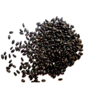 1000 เมล็ด กะเพราป่า สวนครัว Holy Basil Seeds