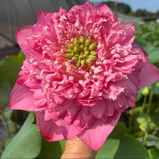 5 เมล็ด บัวนอก บัว สายพันธุ์ Kaveri LOTUS สีชมพู บานเย็น