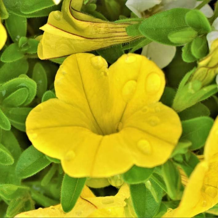 800 ดอกพิทูเนีย Petunia Seeds ออกดอกทุกฤดู สายพันธุ์ Avalanche สีเหลืองสด