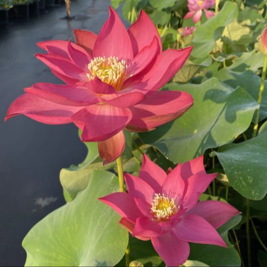 5 เมล็ด บัว บัวนอก สายพันธุ์ Zhong guo hong Yan'an สีชมพู แดง บัวจักรพรรดิ์ Lotus Seeds