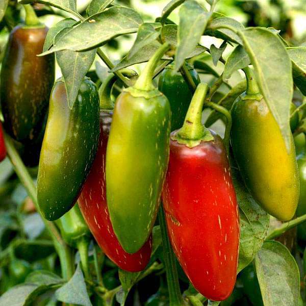 40 เมล็ด พริก เมล็ดพันธุ์พริก ปลูก 120 วัน ออกผล pepper Seeds สายพันธุ์ Jalapeno