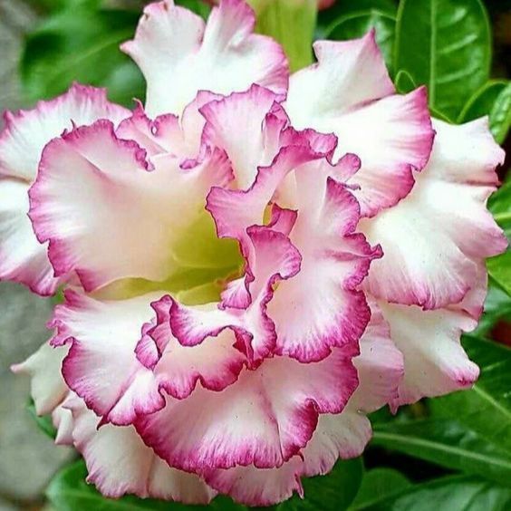 5 เมล็ด ชวนชม กุหลาบทะเลทราย ไต้หวัน สายพันธุ์ Zally สีม่วง Adenium obesum