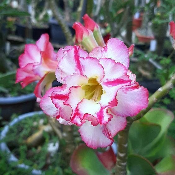 4 เมล็ด ชวนชม สายพันธุ์ trust and purity สีชมพู Desert Rose