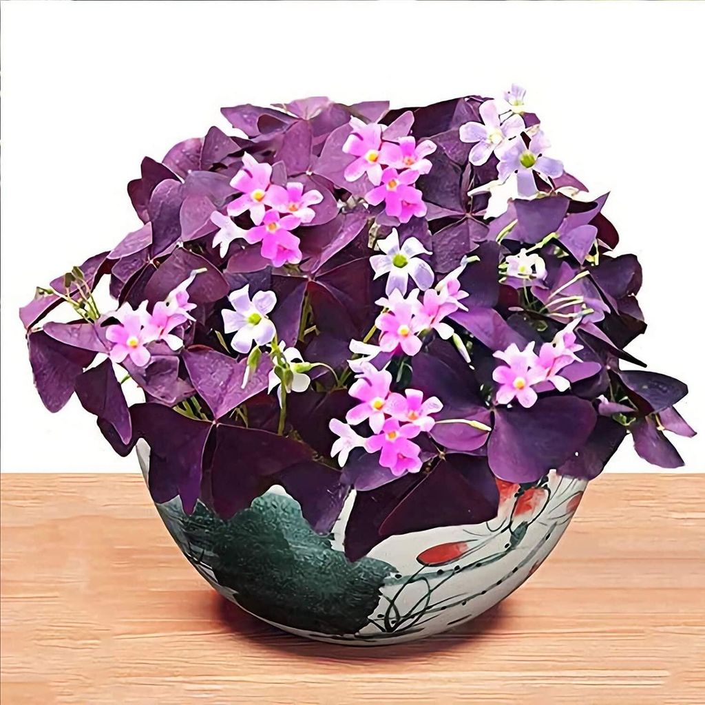 20 เมล็ด ออกซาลิส เวอร์สิคัลเลอร์ Oxalis สีม่วง