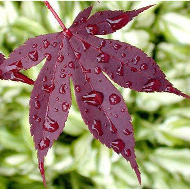 15 เมล็ด ใบเมเปิ้ล Acer palmatum เมเปิ้ลญี่ปุ่น Japanese maple Seeds