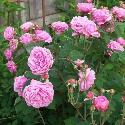 20 เมล็ด กุหลาบ พันธุ์ Bishop's Castle Rose Seeds