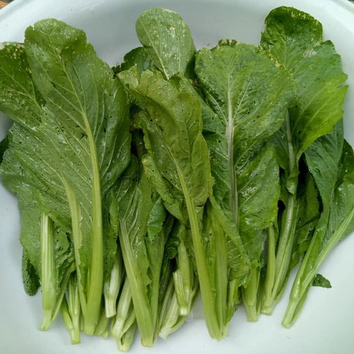 500 เมล็ด ผักกาดเขียว ผักกาดหิ่น ผักกาดเขียวปลี ผักกาดสร้อย Leaf mustard Seeds สายพันธุ์ ผักกาดเจ้าหม่อม