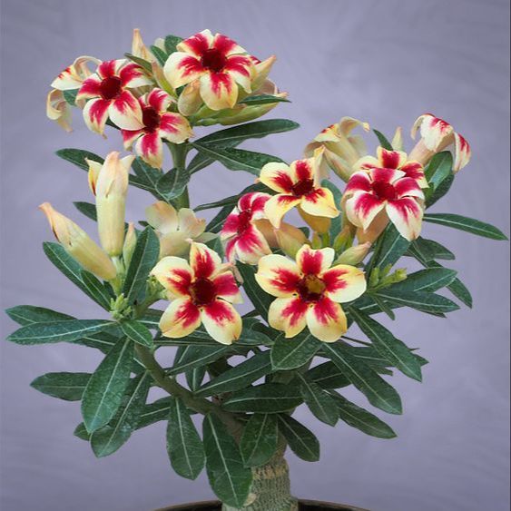 5 เมล็ด ชวนชม กุหลาบทะเลทราย ไต้หวัน สายพันธุ์ Star Cluster สีเหลือง Adenium obesum