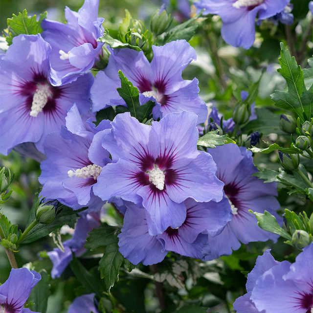 20 เมล็ด ดอกชบา Hibiscus Seeds สายพันธุ์ Hibiscus syriacus Marina
