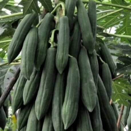 30 เมล็ด มะละกอ Papaya Seeds สายพันธุ์ มะละกอครั่ง