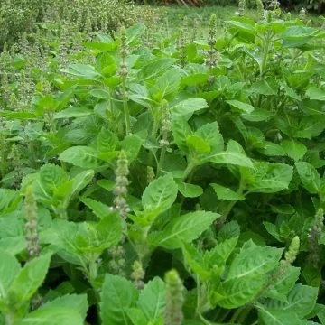 1000 เมล็ด กะเพราป่า สวนครัว Holy Basil Seeds