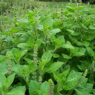 1000 เมล็ด กะเพราป่า สวนครัว Holy Basil Seeds