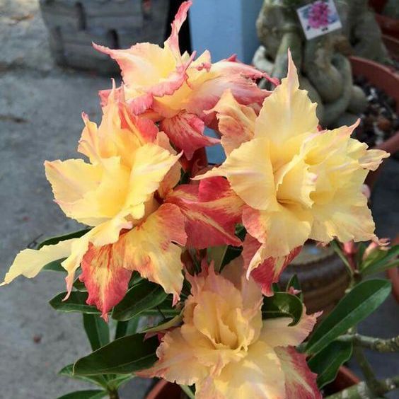 5 เมล็ด ชวนชม กุหลาบทะเลทราย ไต้หวัน สายพันธุ์ Shirley สีเหลือง Adenium obesum
