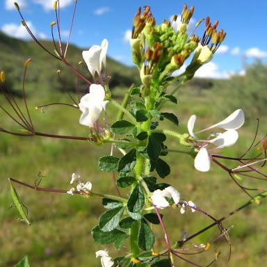 500 เมล็ด ผักเสี้ยน ผักเสี้ยนขาว ผักส้มเสี้ยน ผักเสี้ยนผีจีน Cleome gynandra L