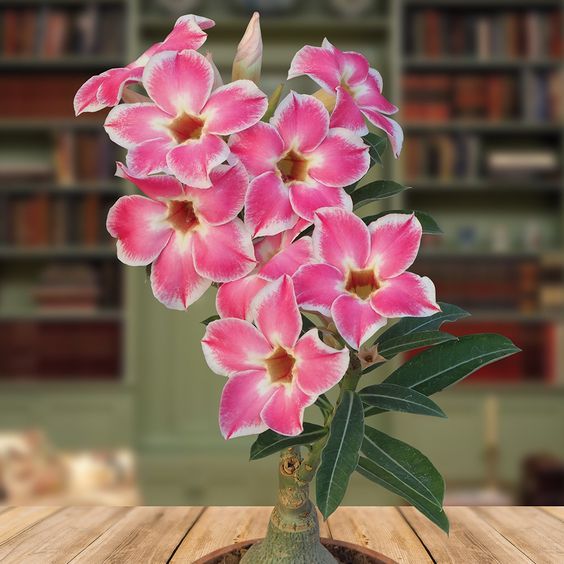 5 เมล็ด ชวนชม กุหลาบทะเลทราย ไต้หวัน สายพันธุ์ Joyful สีชมพู Adenium obesum