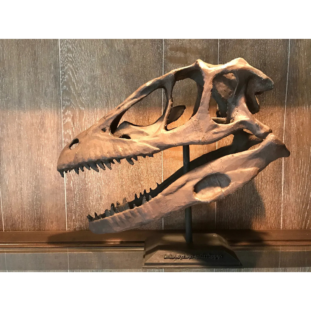 หัวกะโหลกไดโนเสาร์ Deinonychus Raptor ขนาดจริง สำหรับจัดแสดง