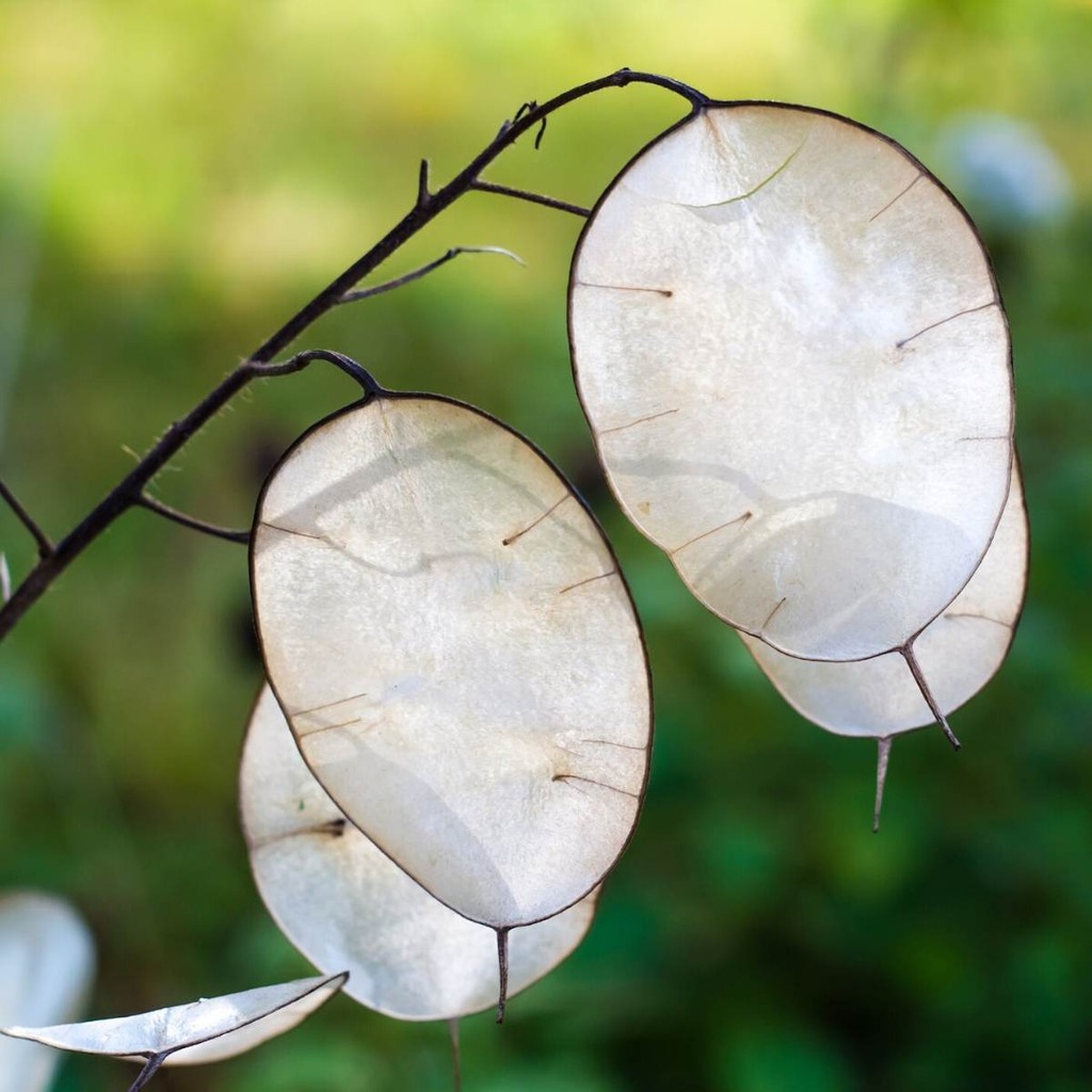 10 เมล็ด ลูนาเรีย ซิลเวอร์ ดอลล่าร์ แพล้นท์ Lunaria Silver Dollar Seeds