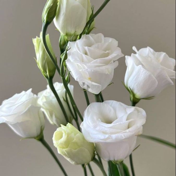 20 เมล็ด ลิเซียนทัส กุหลาบไร้หนาม กุหลาบเวียดนาม อัสโตม่า Eustoma ดอกสีขาว