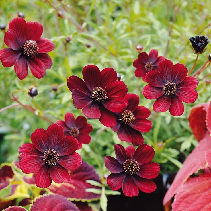 100 เมล็ด ดาวกระจาย คำเมืองไหล คอสมอส ดาวเรืองพม่า Cosmos Seeds ดอกสีช็อกโกแลต