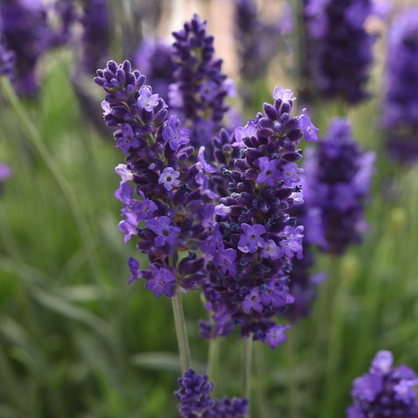 100 เมล็ด ลาเวนเดอร์ สายพันธุ์นอก ทั้งสวยทั้งหอม Lavandula Lavender Seeds สายพันธุ์ Blue Spear