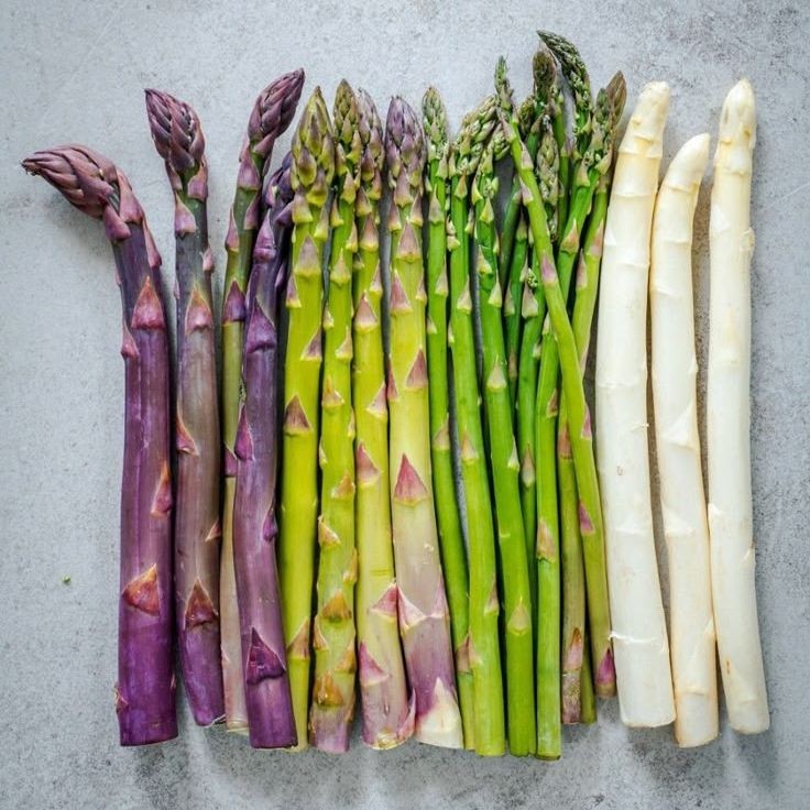 20 เมล็ด หน่อไม้ฝรั่ง Asparagus Seeds สายพันธุ์ Mixed