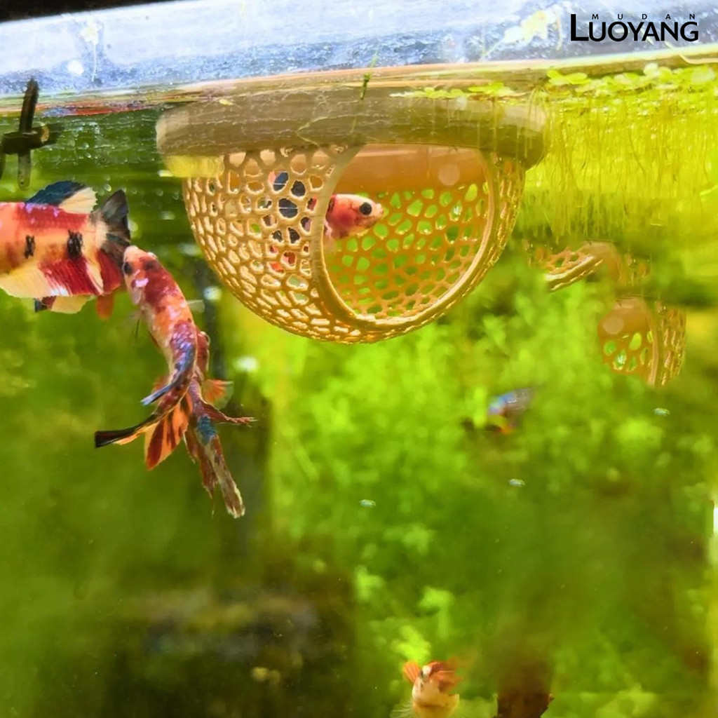 LUO Betta ปลา Hideout 3D พิมพ์ลอย Betta Cave Aquarium Hammock กุ้ง Feeder แหวนให้อาหารปลาสําหรับ Bet
