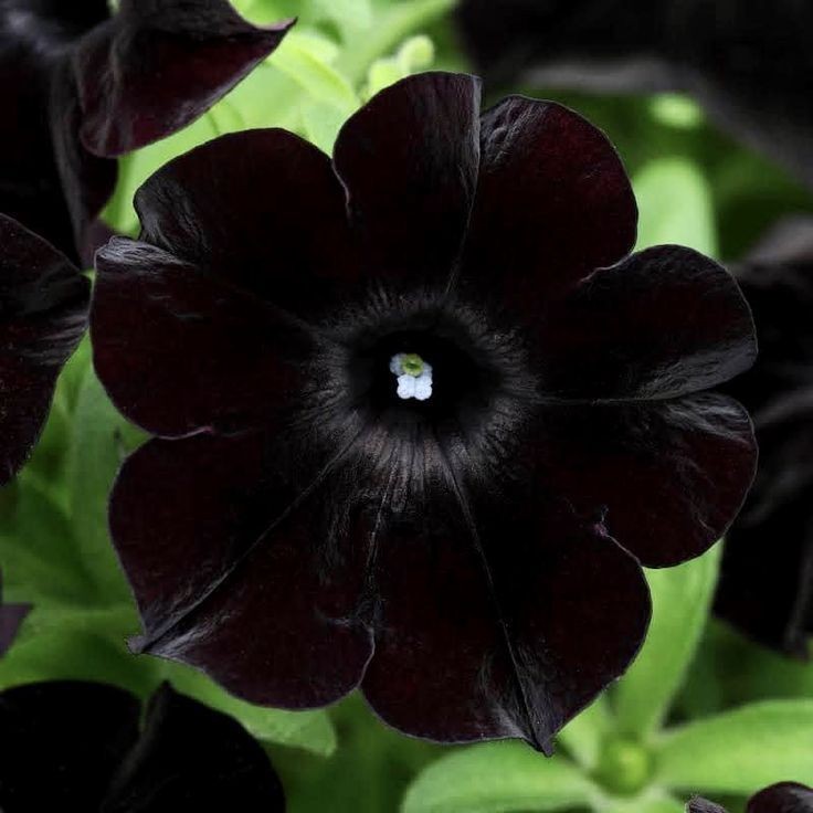 100 เมล็ด พิทูเนีย Petunia Crazytunia สายพันธุ์ Back to Black