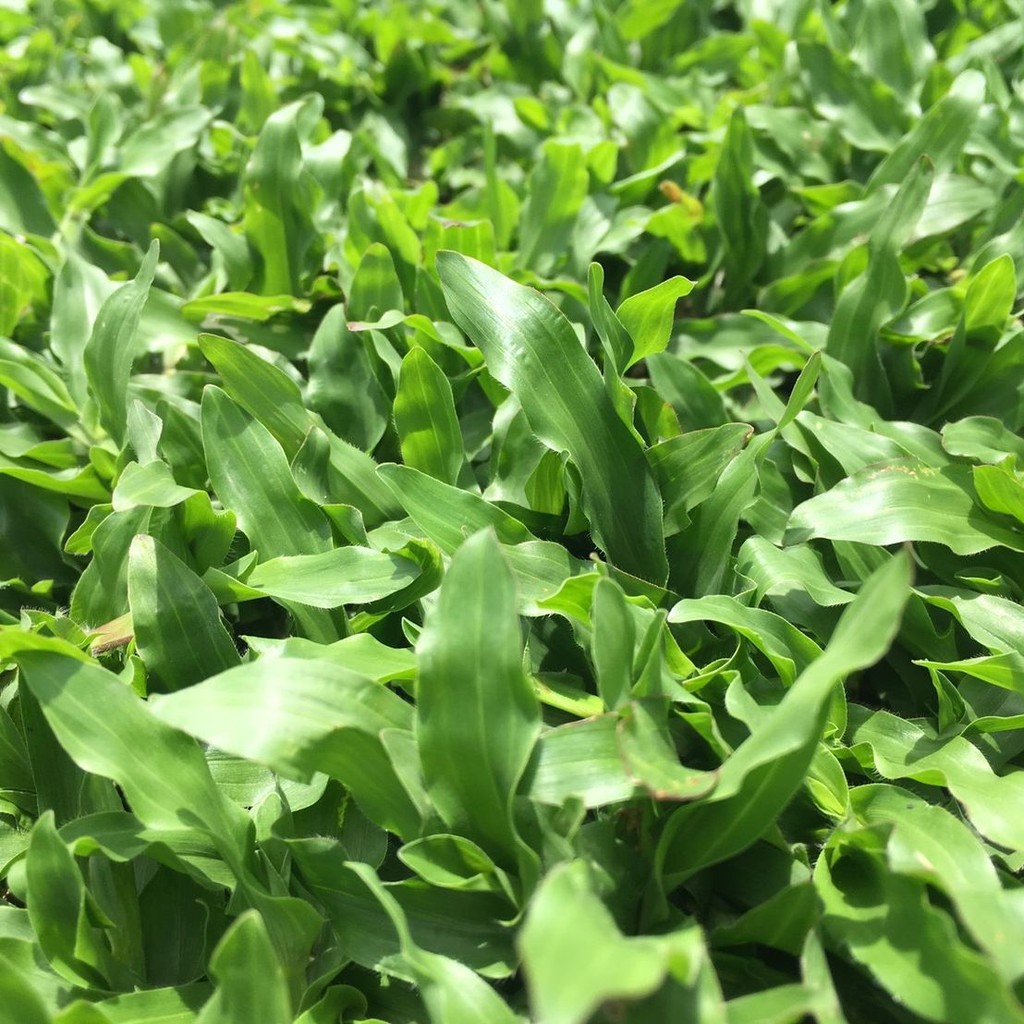1000 เมล็ด หญ้ามาเลย์ หญ้ามาเลเซีย ใช้ปูสนามหญ้าพื้นสวน Grass Seeds