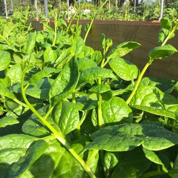 30 เมล็ด ผักปลัง ผักปั๋ง ผักปลังเขียว Ceylon Spinach Giant Malabar Spinach Seeds