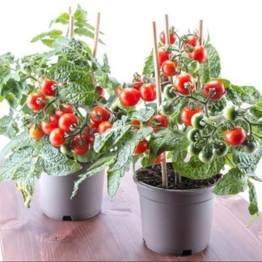 20 เมล็ด มะเขือเทศ ผักออแกนิค ผักสวนครัว ปลูกง่าย Tomato Vegetable Seeds สายพันธุ์ Tiny Tim