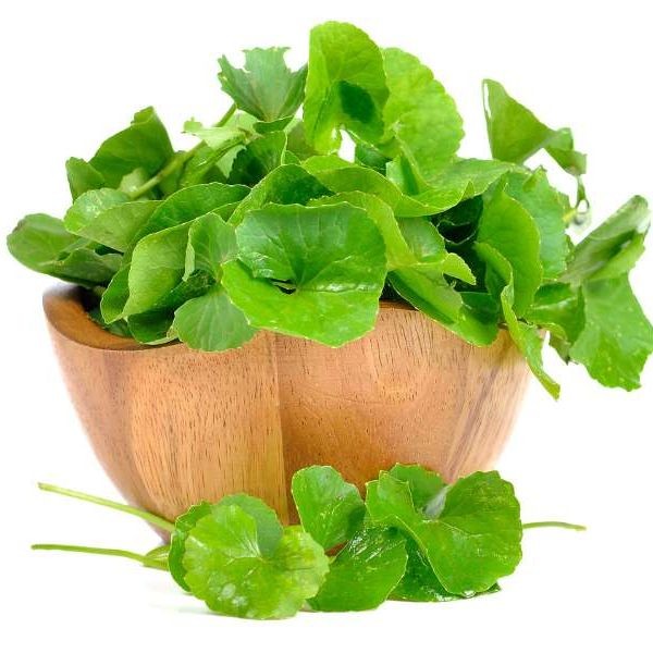 500 เมล็ด เมล็ดผัก Centella asiatica (ใบบัวบก) สวนครัว ปลูกผักปลอดสาร Vegetable Seeds