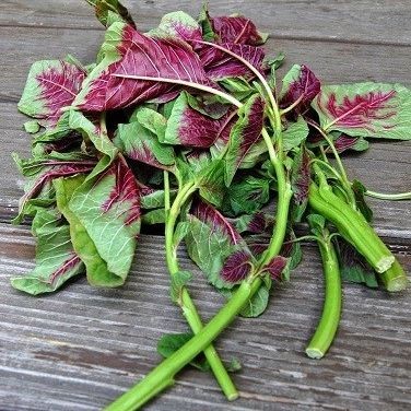 500 เมล็ด ผักโขม ผักขม Amaranthus Seeds สายพันธุ์ ผักโขมพันธุ์เขียวปนแดง