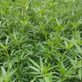 1500 เมล็ด ต้นถั่ว ถั่วเลี้ยงสัตว์ อาหารสัตว์ ถั่วฮามาต้า Hamata Stylosanthes hamata cv verano