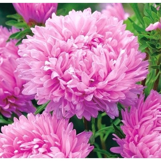 50 เมล็ด ดอกเบญจมาศ ดอกแอสเตอร์ Chinese Aster Seeds สายพันธุ์ Aster Tall Peony Ofelia