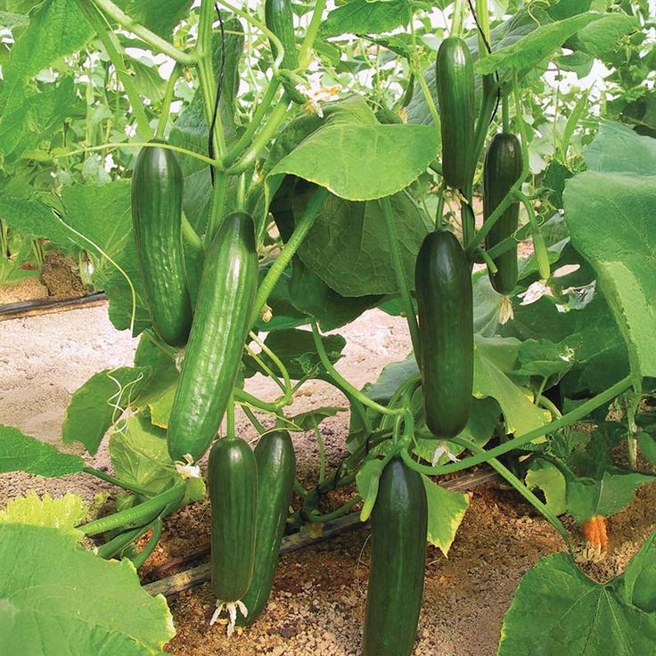 30 เมล็ด เมล็ดพันธุ์ แตงกวา แตงขี้ไก่ แตงปี แตงร้าน Non-GMO Cucumber สายพันธุ์ Manny F1