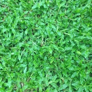 1000 เมล็ด หญ้ามาเลย์ หญ้ามาเลเซีย สนามหญ้าพื้นสวน Grass Seeds