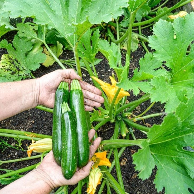 10 เมล็ด ซูกินี แตงกวาญี่ปุ๋น บวบฝรั่ง คอร์เกตต์ Zucchini Seeds สายพันธุ์ Kefren Zucchini