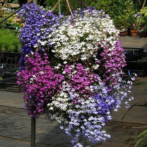 100 เมล็ด โลบีเลีย ริเรียร่า ดอกไม้ประดับสวน Lobelia Flower Seeds สายพันธุ์ Lobelia Erinus Riviera