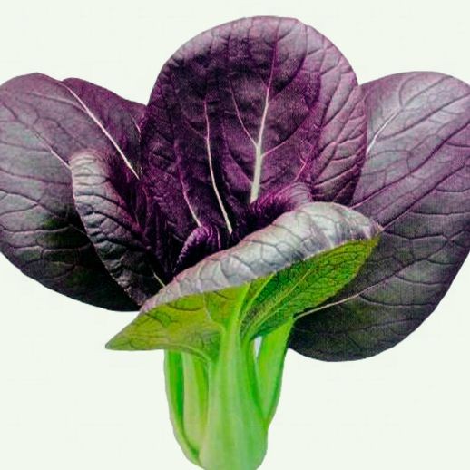 100 เมล็ด มินิบ็อกฉ่อย บ๊อกฉ่อย เบบี้ผักฉ่อย สีม่วง (Bok Choy)