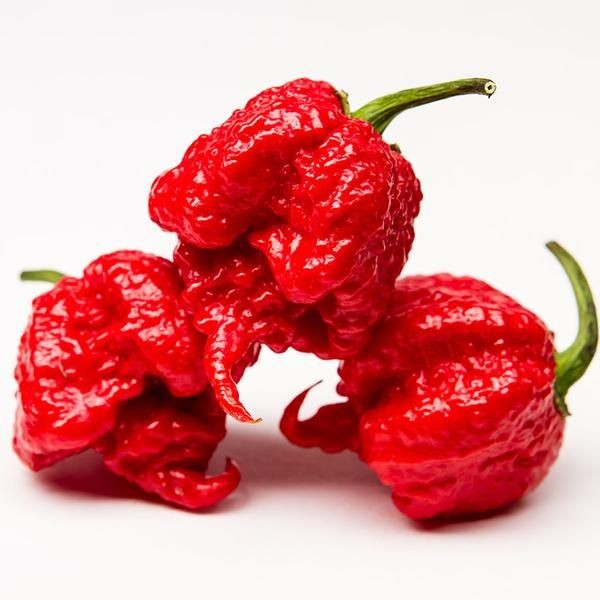 20 เมล็ด พริก Chili pepper Seeds สายพันธุ์ Carolina Reaper