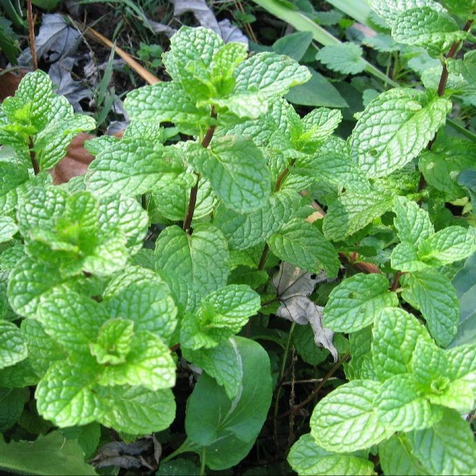 100 เมล็ด สาระแหน่ไทยใบหอม สมุนไพรเครื่องเทศฝรั่ง เมล็ดผัก ปลอดสาร Garden Vegetables