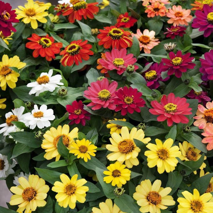 100 เมล็ด ดอกบานชื่น บานชื่นหนู บานชื่นฝรั่ง กระดุม ดอกเล็ก Zinnia Seeds กระดุมคละสี