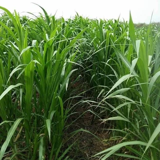 500 เมล็ด หญ้าเนเปียร์ ปรับหน้าดิน และ อาหารสัตว์ Napier Grass Seeds
