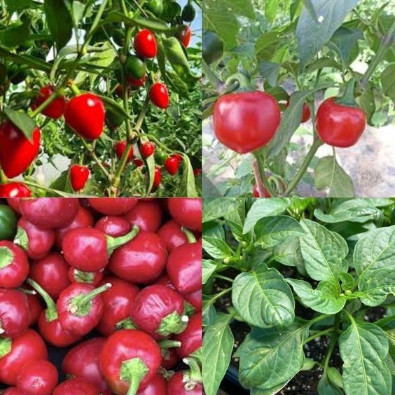 20 เมล็ด พริกตุ้ม พริกตุ้มระยอง พริกตุ้มสีรุ้ง พริกตุ้มจิ๋ว Thai Cherry Hot Pepper Seeds