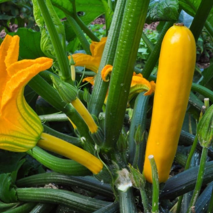 10 เมล็ด เมล็ดพันธุ์ ซูกินี บวบฝรั่ง คอร์เกตต์ Zucchini Seeds สายพันธุ์ Yellow Zucchini